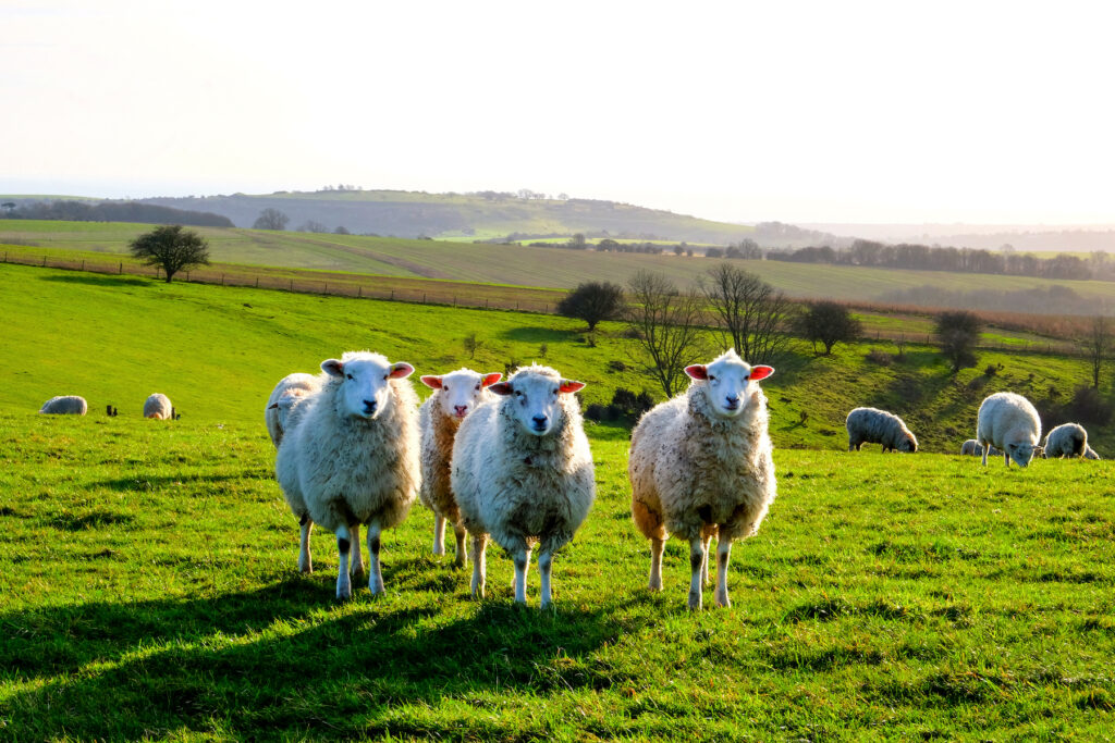 four sheep standing in a line looking at the camera in a green field, with a flock of sheep behind, Sussex.