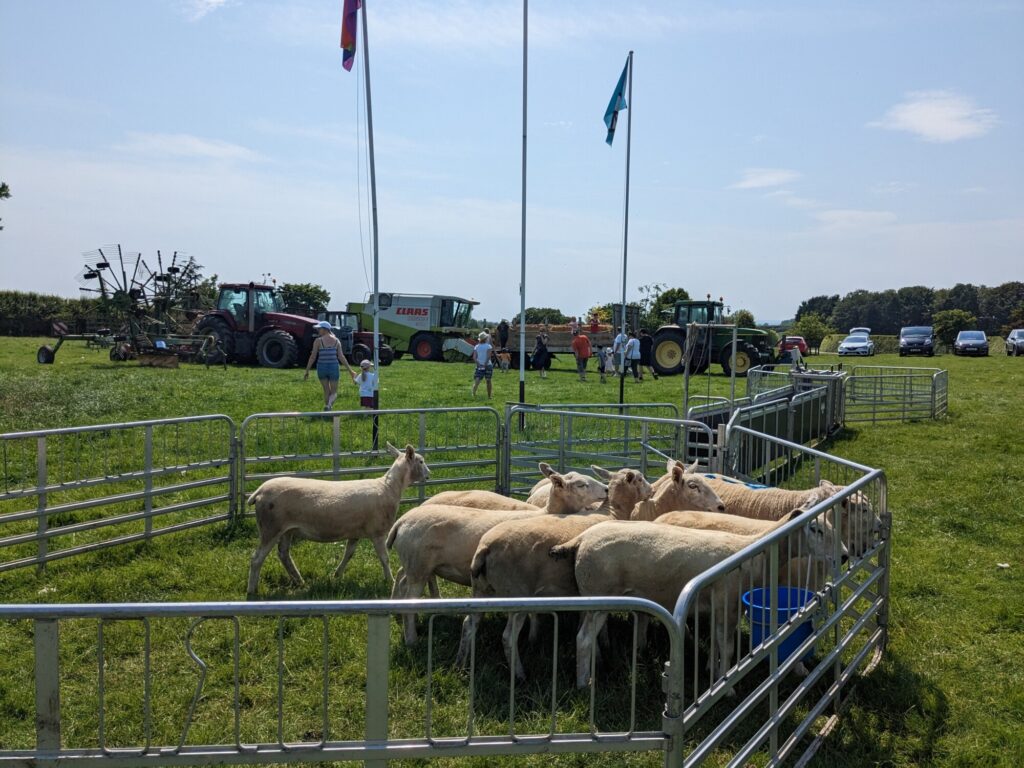 Sheep in a pen with tractors and farm machinery in the background at Low Swainby Farm.