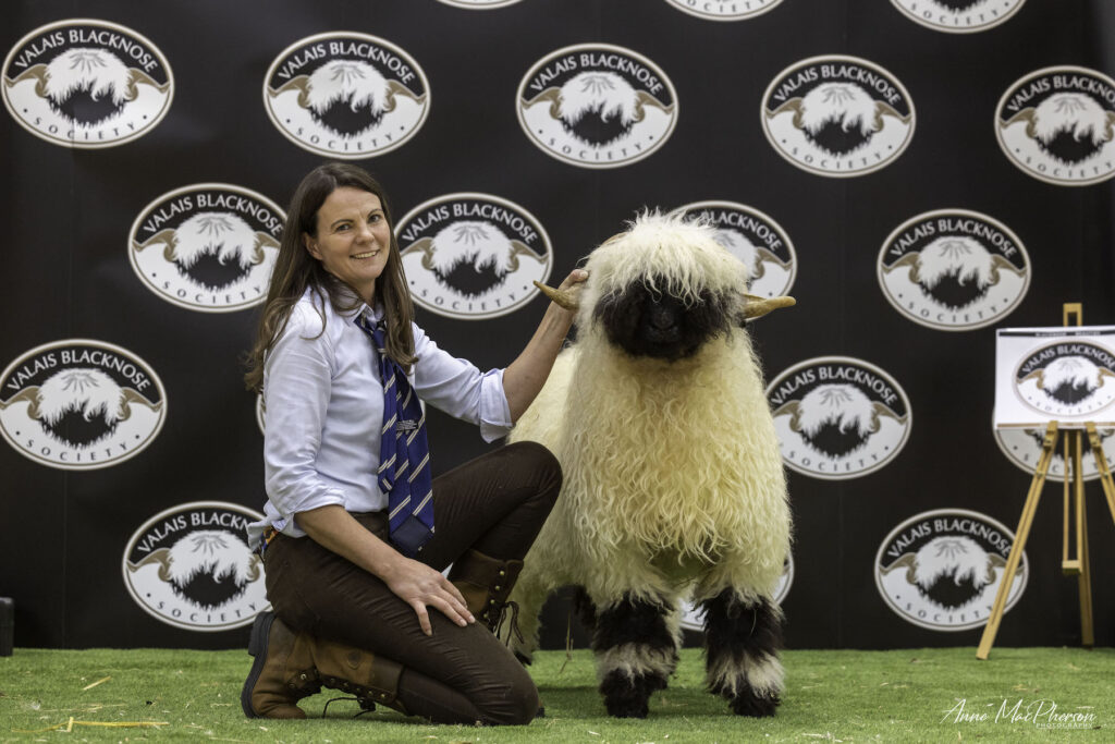 A Valais Blacknose sheep called Deepdale Impact which sold for 6,500gns at last year's Valais Blacknose sale.