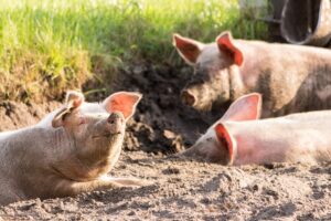 how to manage heat stress in pigs