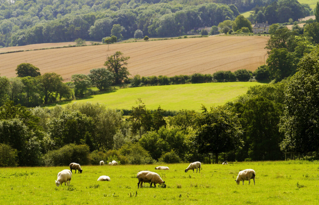 British farm with sheep grazing in the foreground and fields in the background