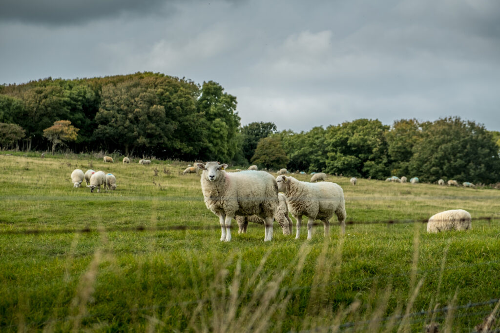 Sheep in a field
