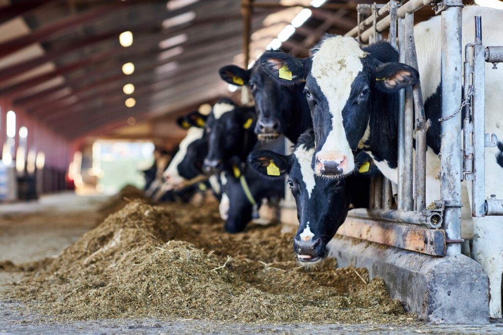 Black and white dairy cows in a row eating silage in a livestock shed 