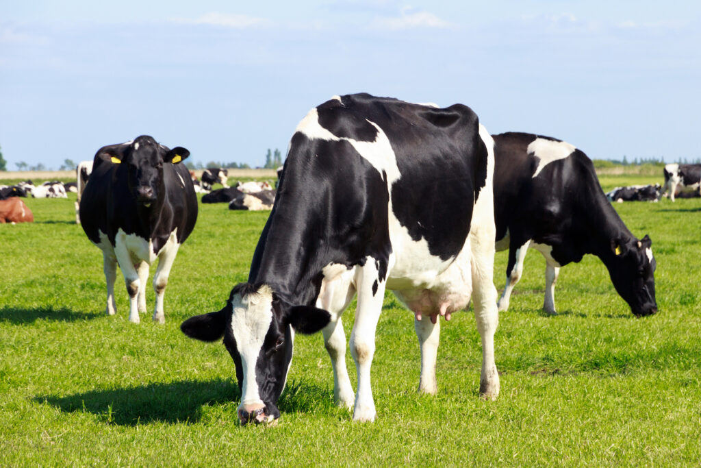 Group of black and white dairy cows grazing on grass in a field