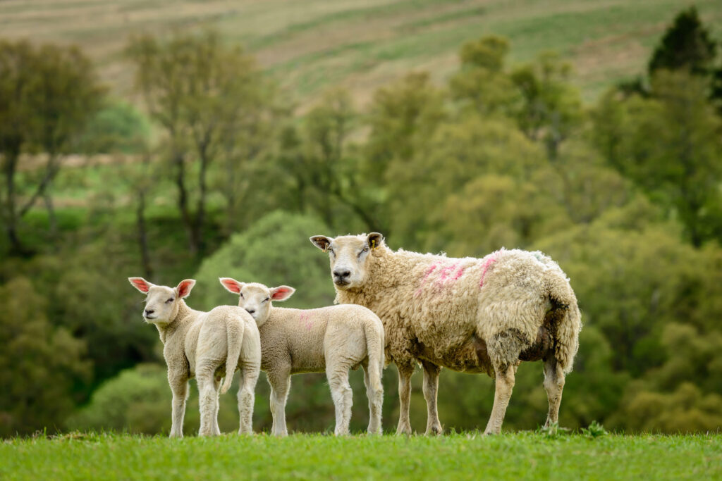 A ewe with two lambs in a field in springtime, Perthshire, Scotland.