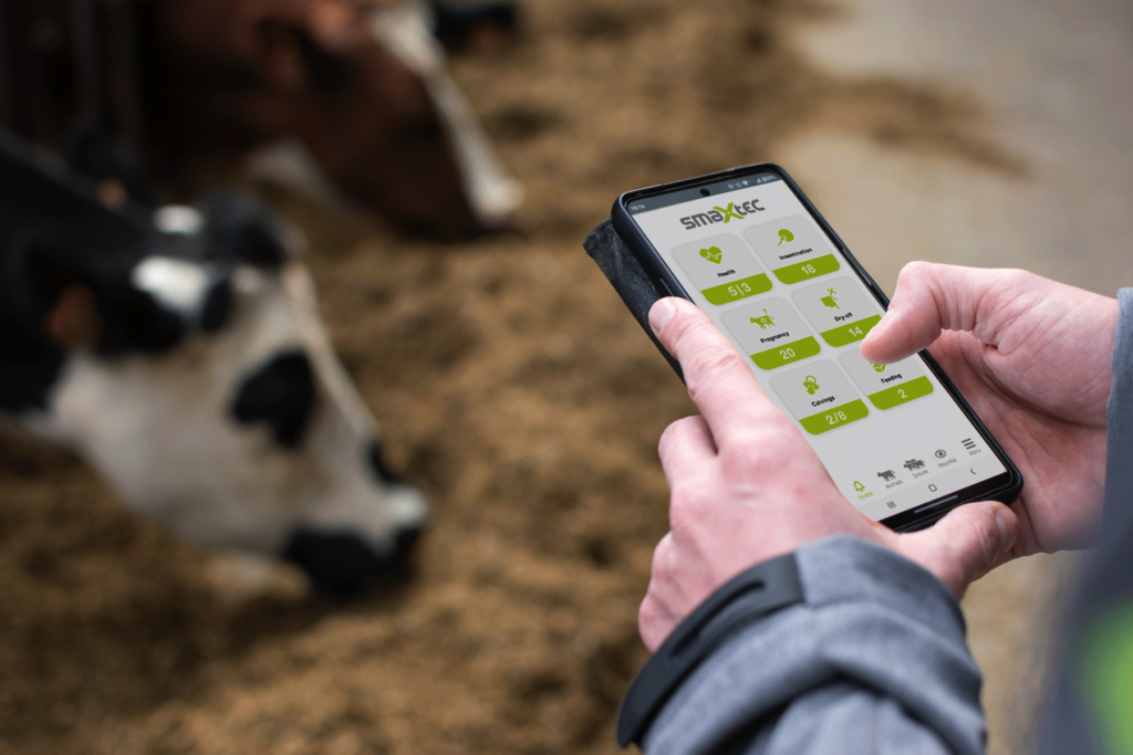 someone holding a phone with the smaXtec cow health app running, with dairy cows pictured in the background of the photo.
