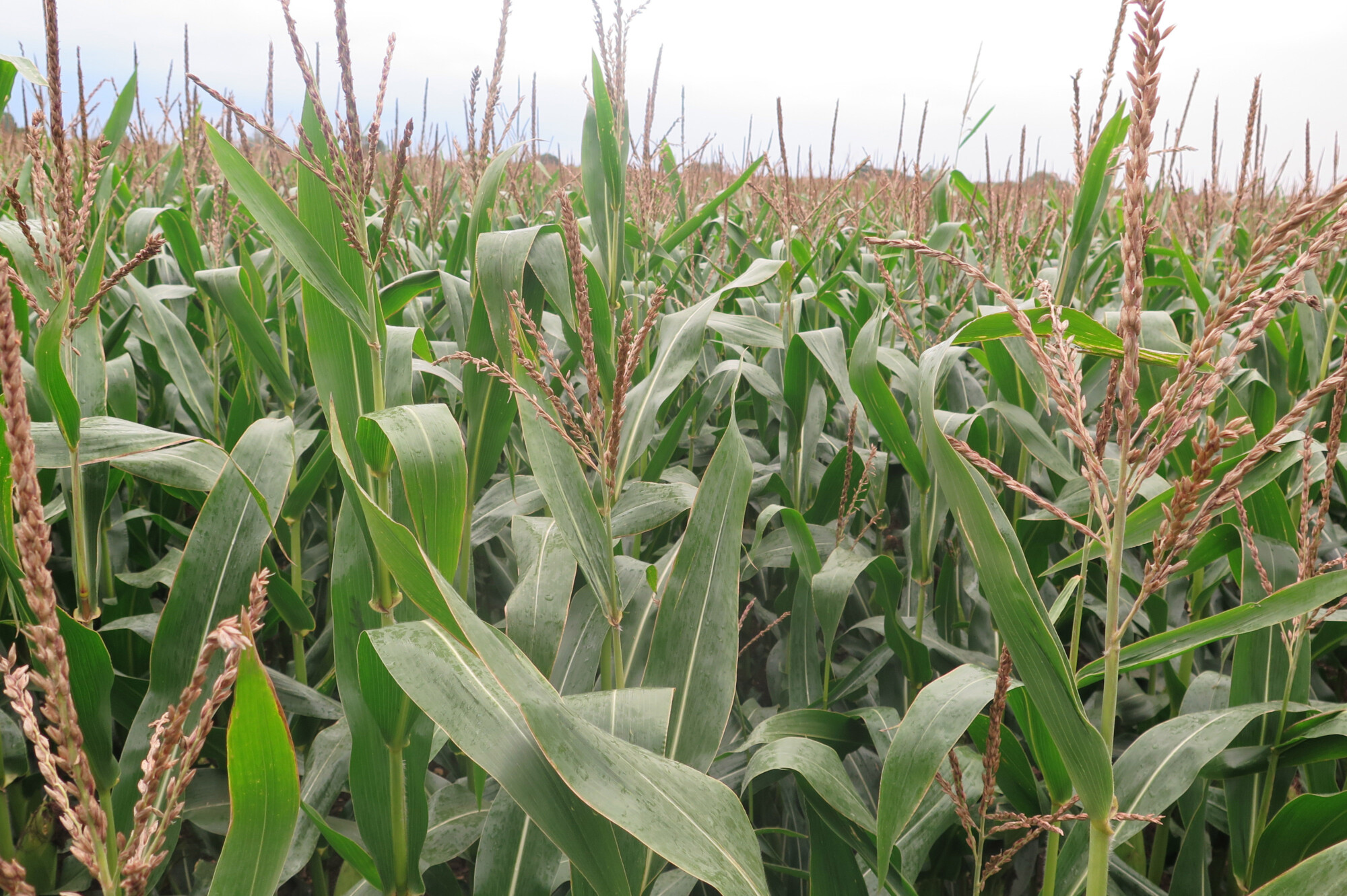 Stress relief in flowering maize to boost cob size and yield Farmers