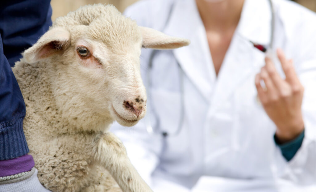 sheep pictured with vet in the background holding a needle for injection. 