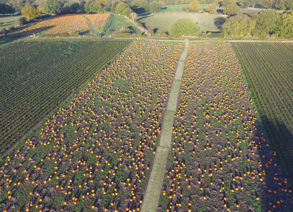 field of pumpkins in West Yorkshire