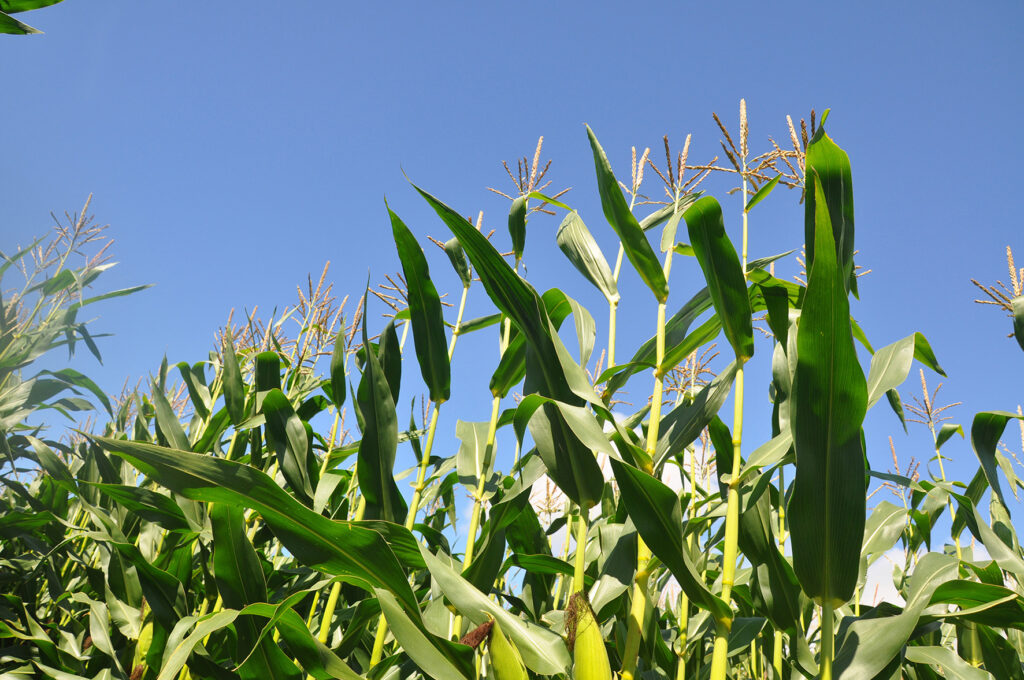 Maize growing in field