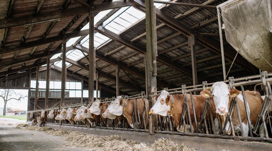 Brown and white cattle housing in cow shed