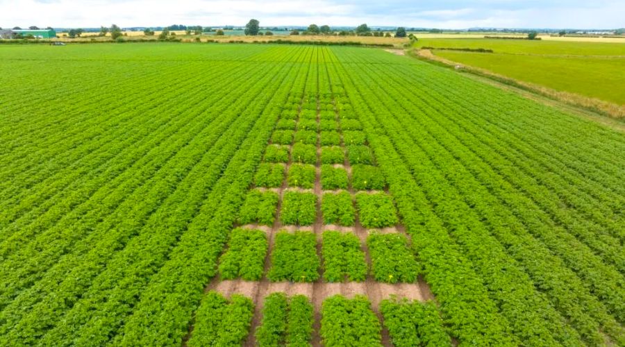 green crops in field bird's eye view as part of crop nutrition trial