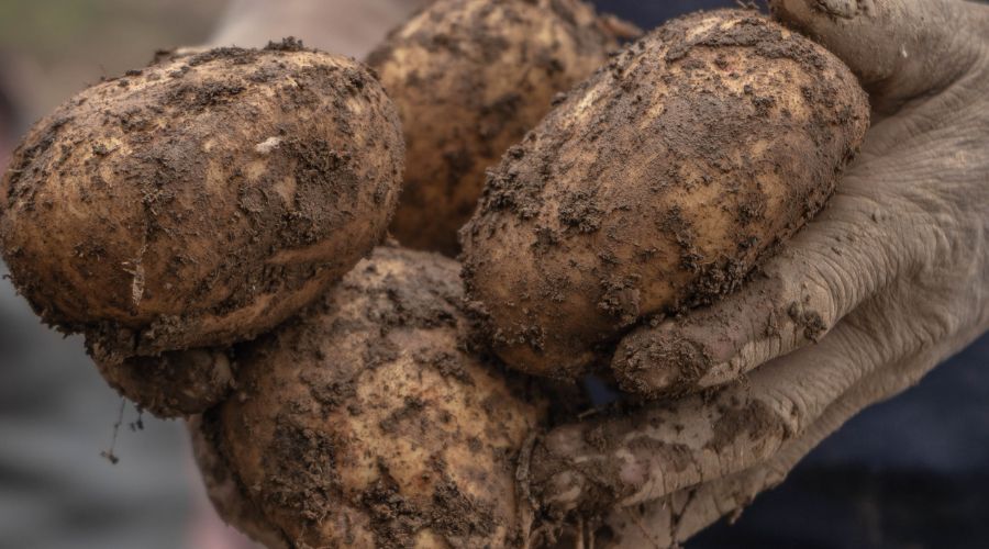 Potatoes from the soil held in person's hands used to discuss crop nutrition and net zero targets