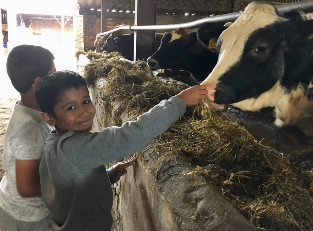 young child pictured with a dairy cow in the shed