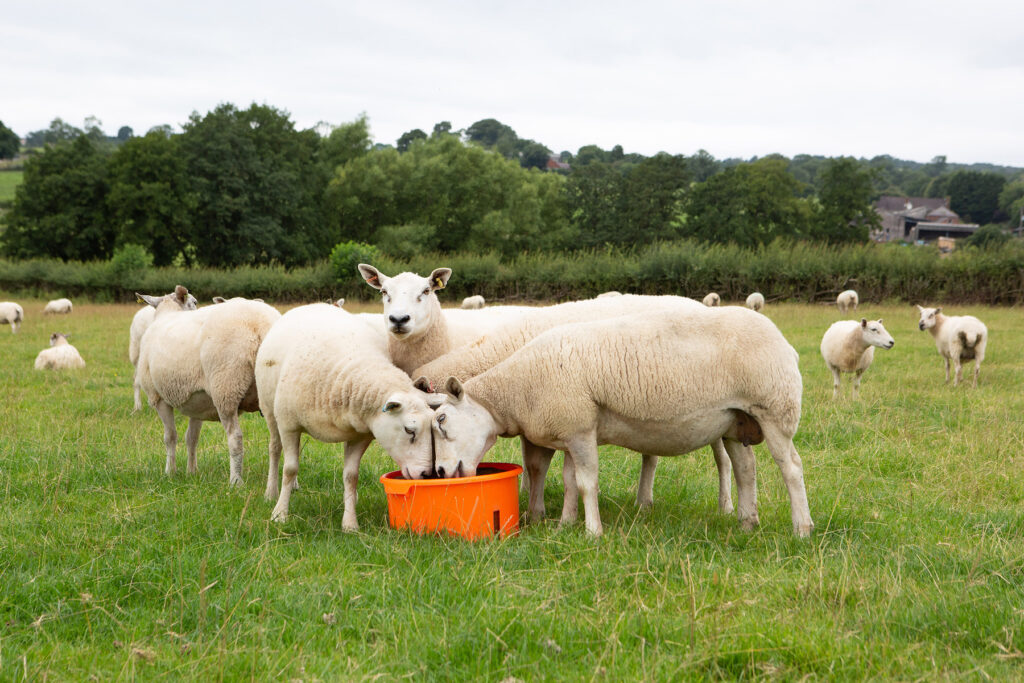 Group of sheep in a field, with two in the foreground eating supplement from a bucket.