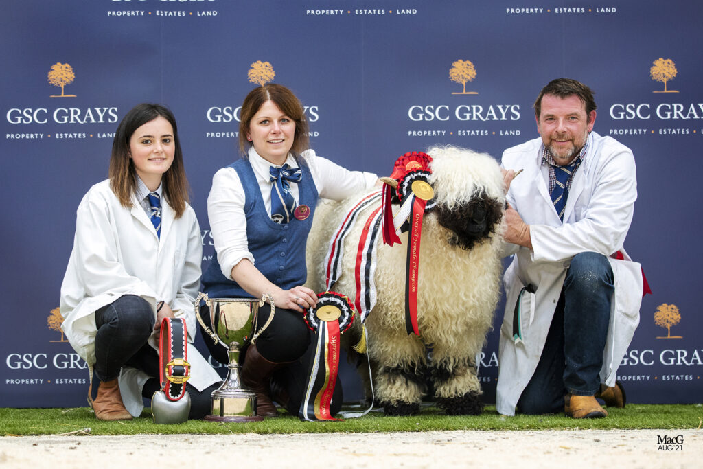 Valais Blacknose sheep