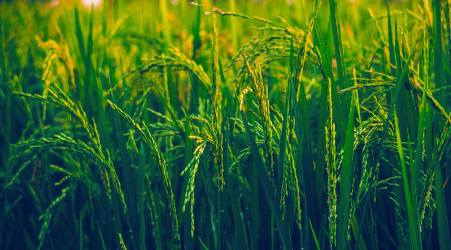 Green crops framing the future of green fertiliser
