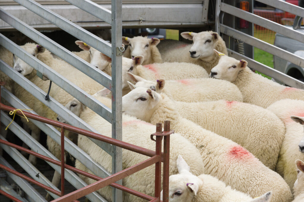 Flock of sheep being loaded on to a live animal transporter to be taken to market