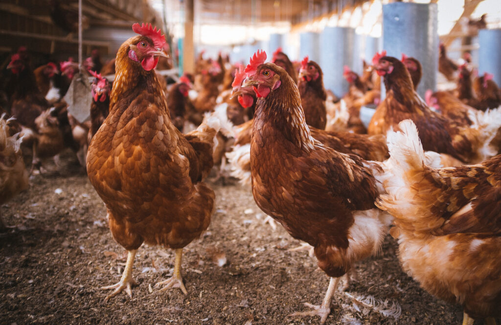 Groups of hens in a shed