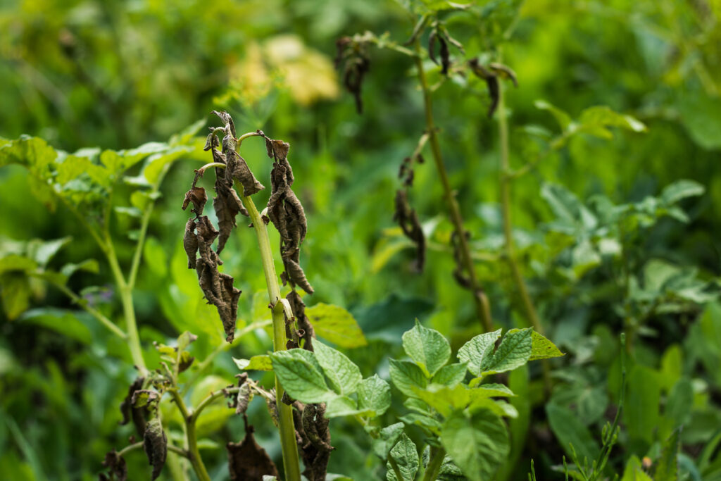 Potato crop suffering from blight