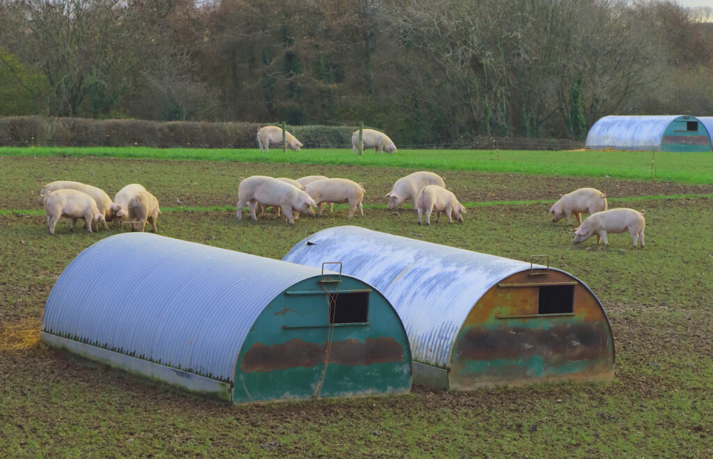 pigs on uk farm, in the paddock