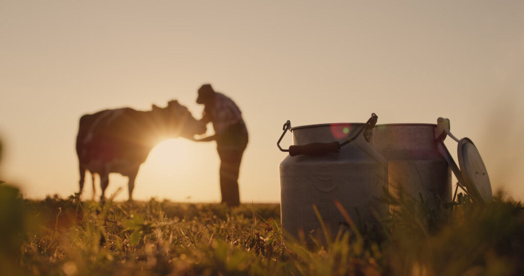 silhouette of a dairy farmer with a cow at sunset