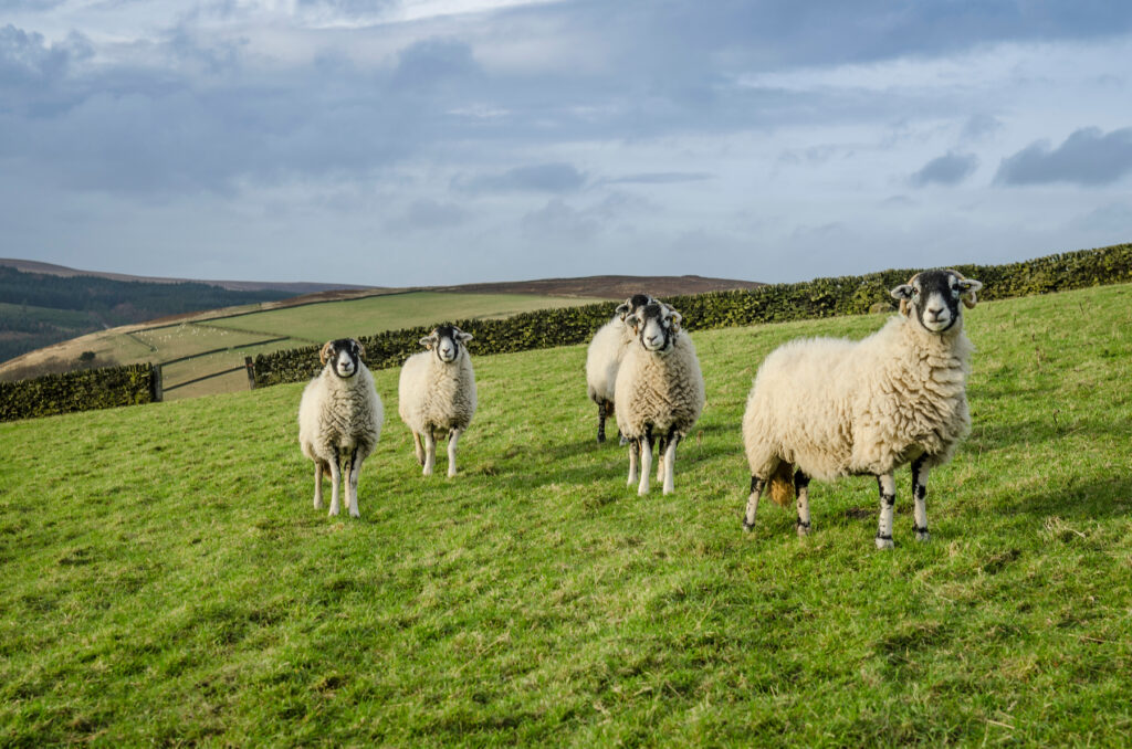 A group of sheep in a grass field with dry stone wall in Derbyshire, UK
