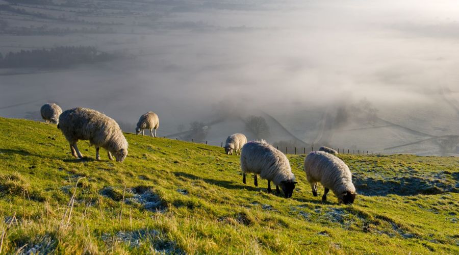 Sheep farming in hilly countryside with changeable weather conditions and green grass.