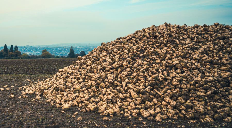 Sugar beet harvested pile against blue sky on farming new site