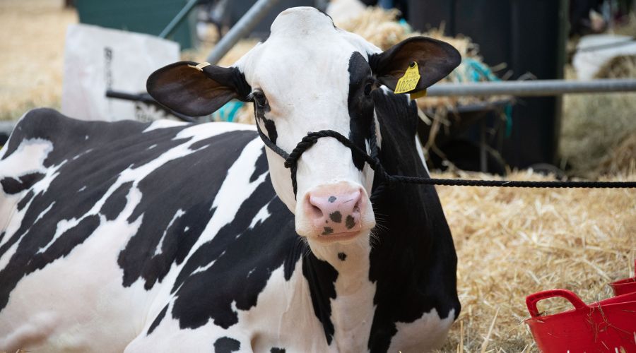 Dairy show cow waiting in pen black and white