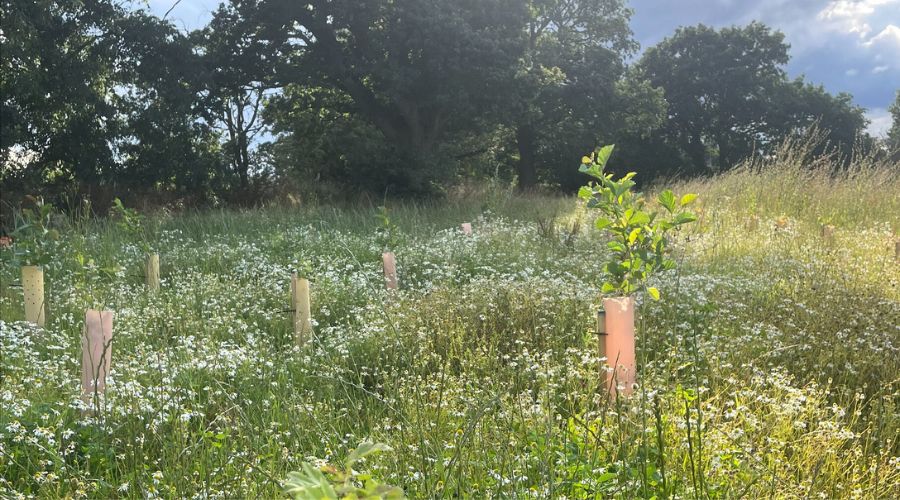 New trees planted on Barff Farm in partnership with Woodland Trust