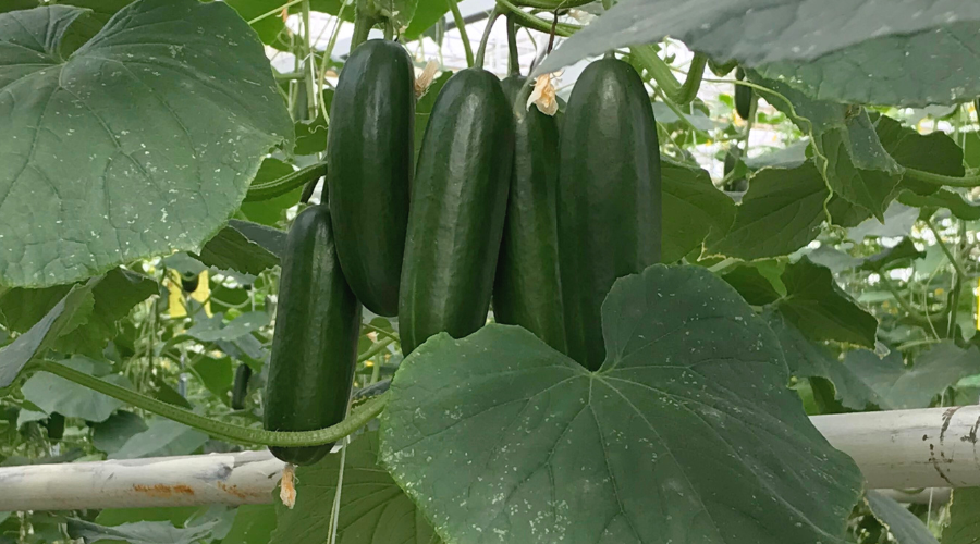 Cucumbers ready to be picked from CHAP agri-tech cucumber trials