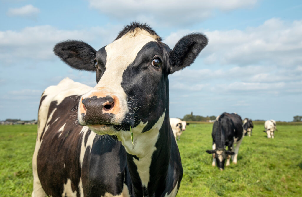 dairy cows in field