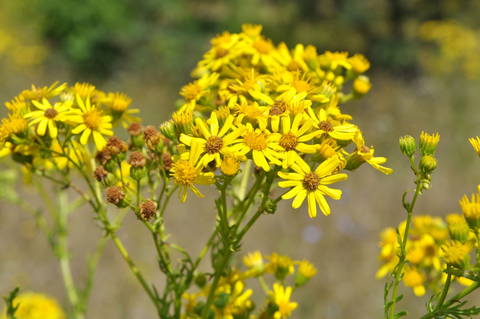 Farmers advised to be on the lookout for ragwort and hemlock poisoning