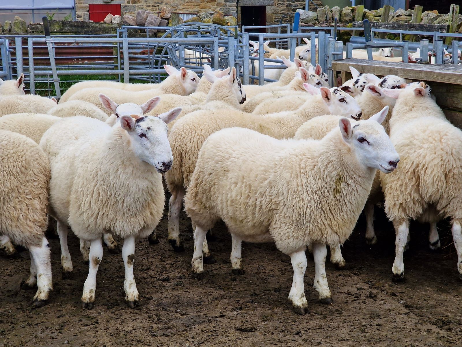 Prices for Scottish lamb hold steady amid market trends Farmers Guide