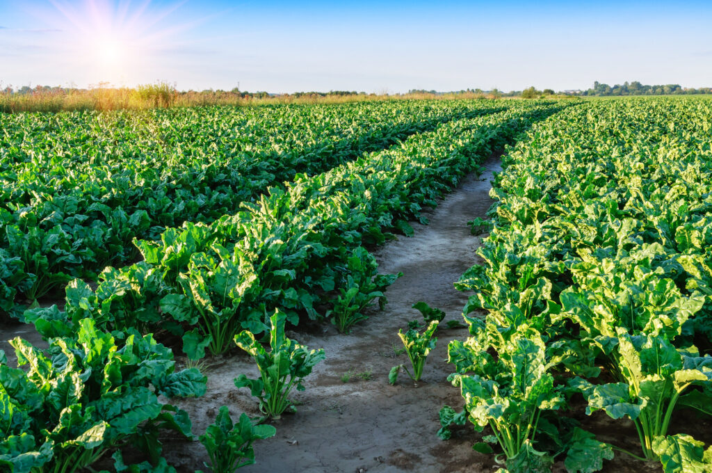 sugar beet growing