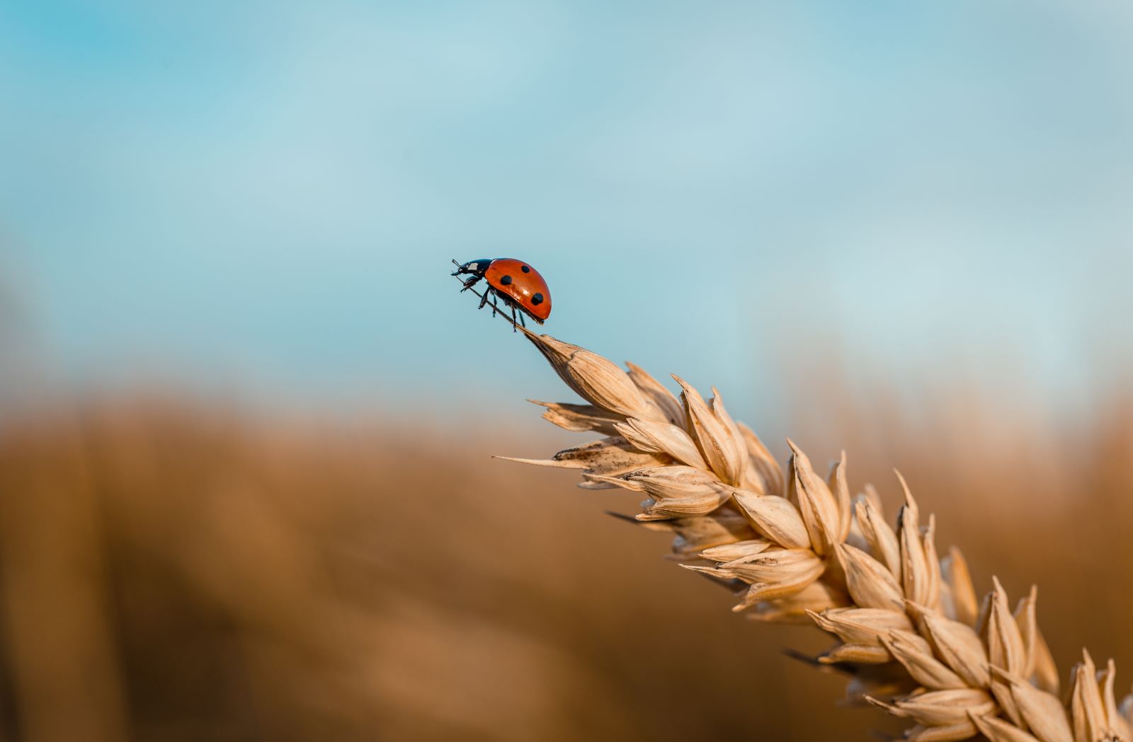 New free-to-use integrated pest management (IPM) tool launches ...