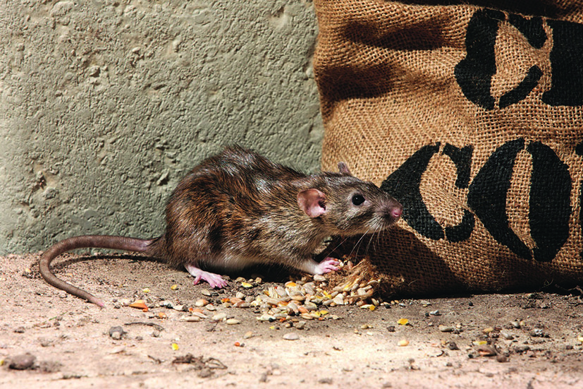 rodent management