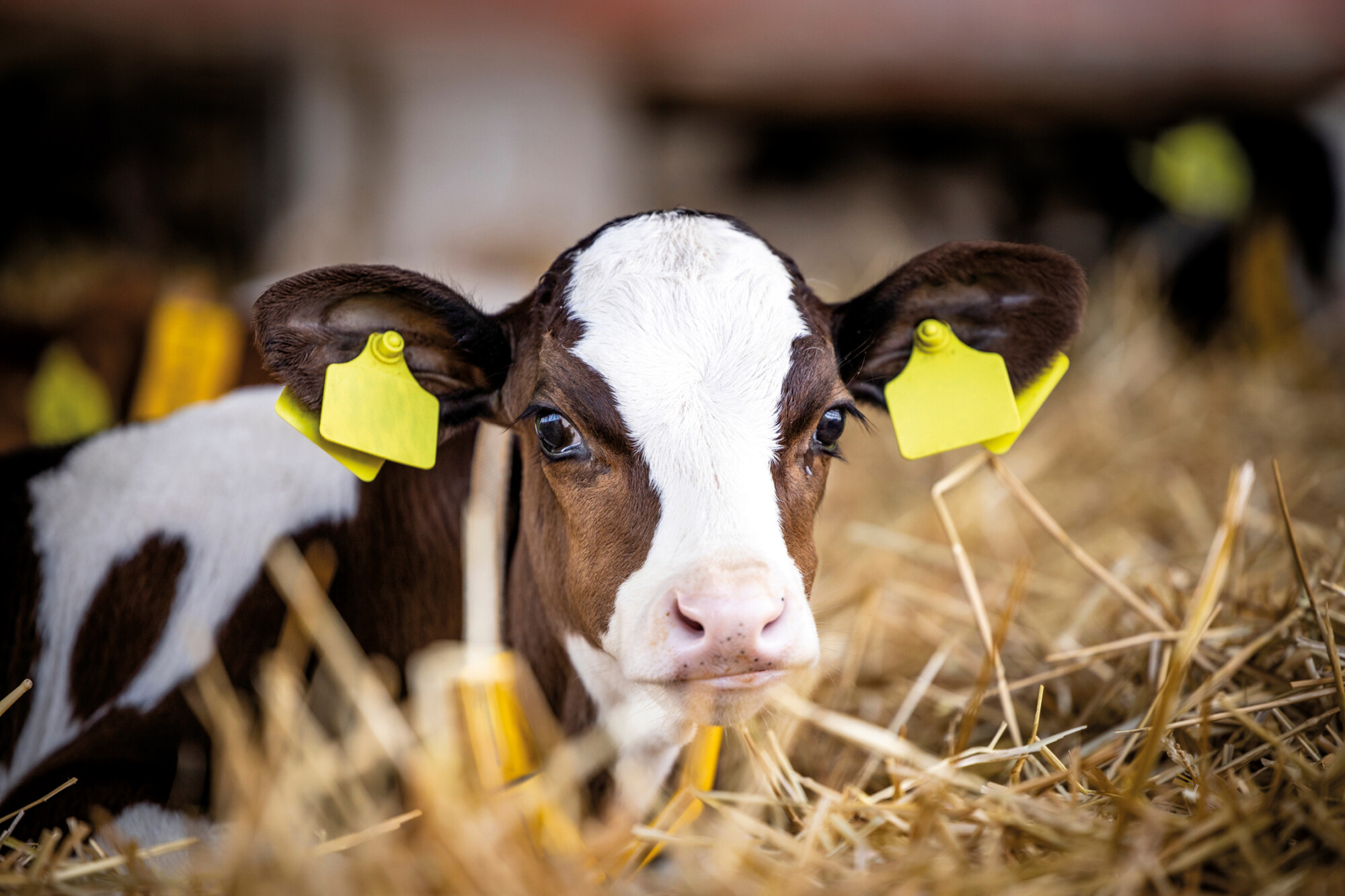 Spotted white and brown calf sitting in hay as part of calf housing grants story
