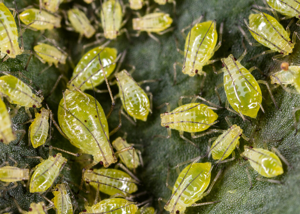 bird cherry-oat aphids