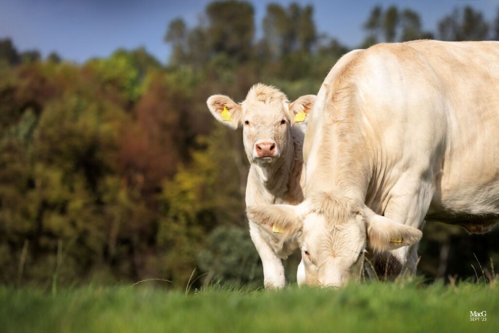 Gretnahouse herd - Charolais cow and a calf in a field