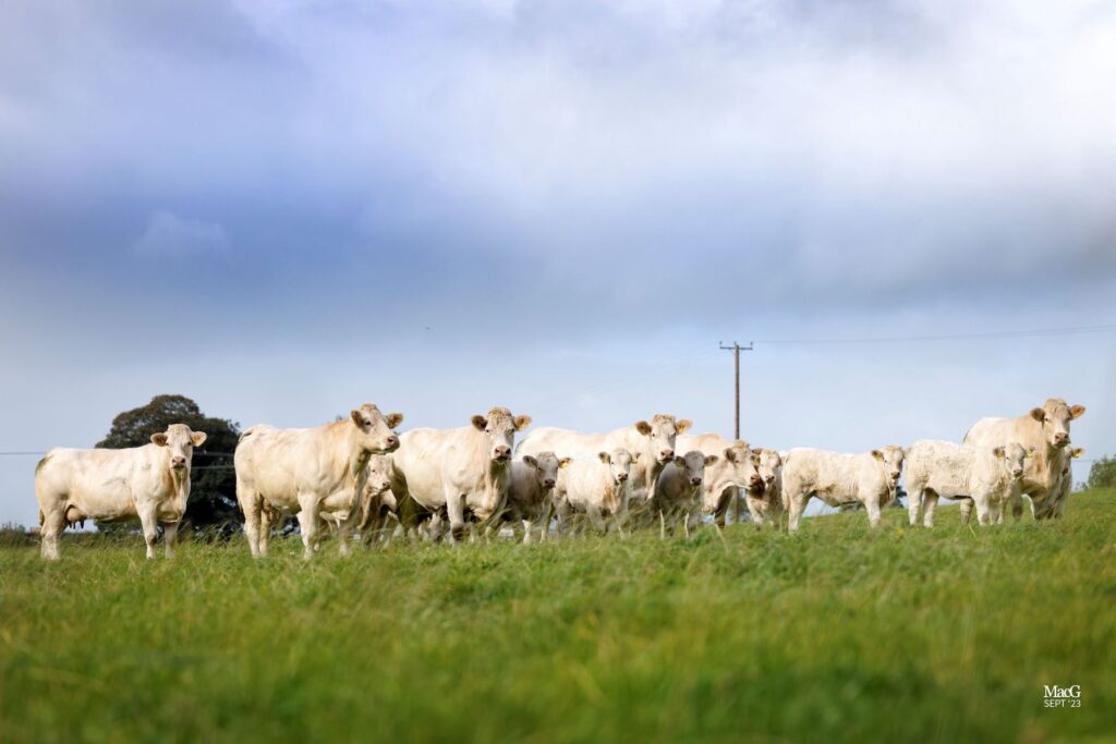 herd of Charolais cattle from the Gretnahouse herd in a field 