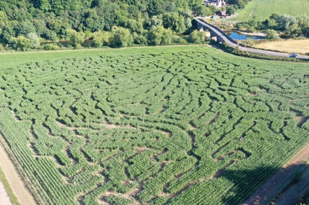 image of a maize maze
