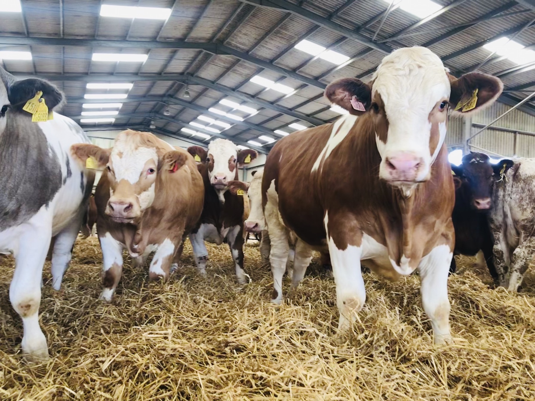 Healthy rumen, healthy profits - Farmers Guide