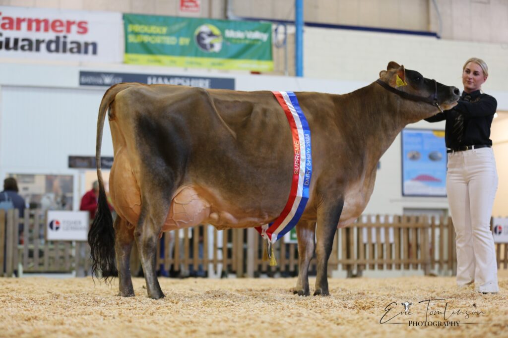 Home-bred Jersey cow Dairy Show 
