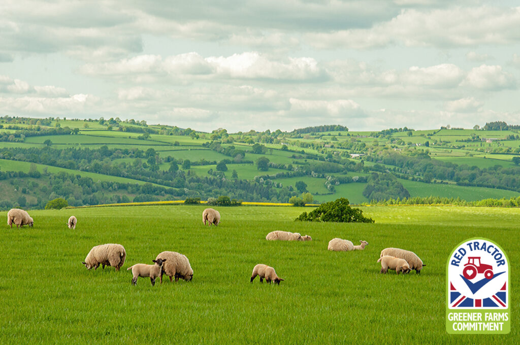 British farm with sheep in the foreground 
