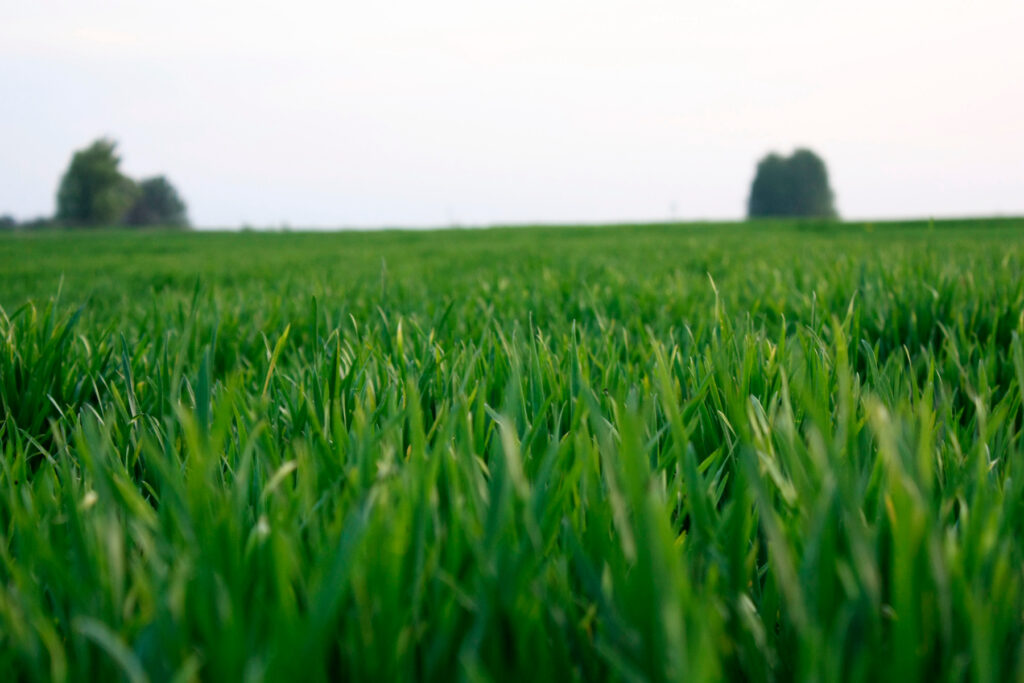 Young green wheat growing in a field as part of fungicide announcement