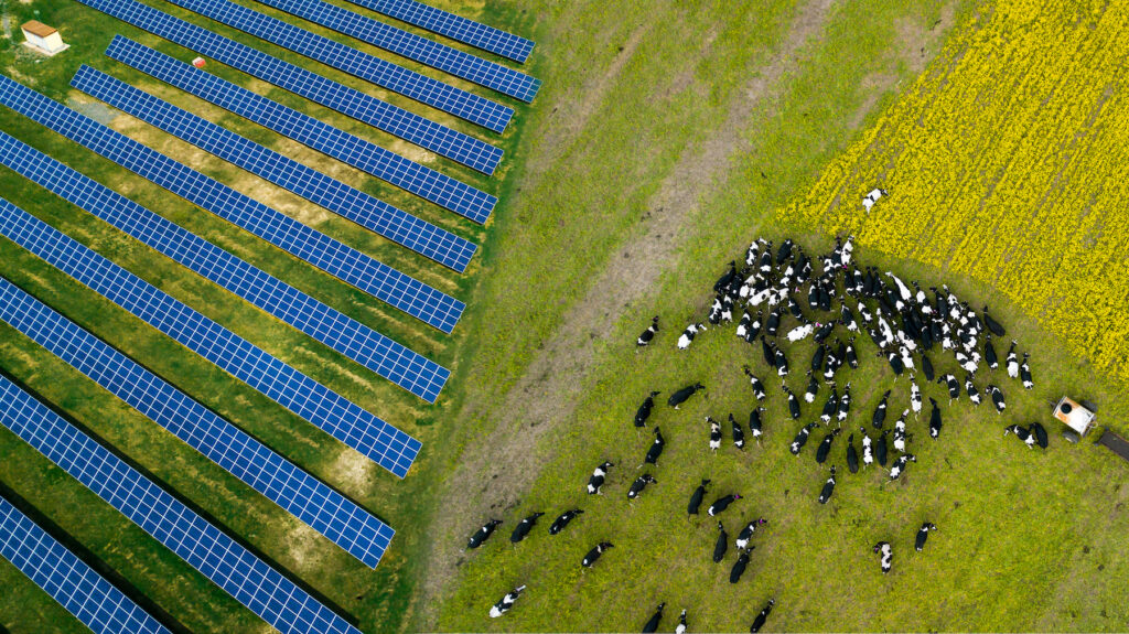 solar panels in a field next to a herd of grazing cows.
