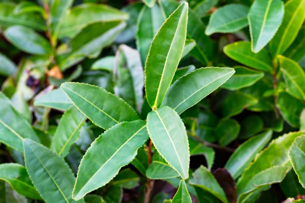 Tea Camellia sinensis the upper leaves on the bushes.