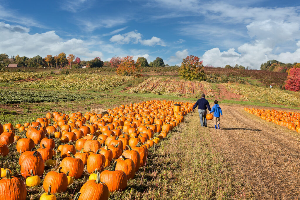 father and son in a field of pumpkins 